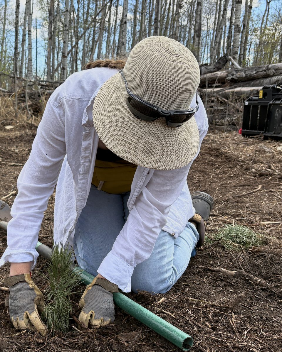 Tegan kneeling to plant a young conifer seedling in freshly cleared ground, spring 2026.