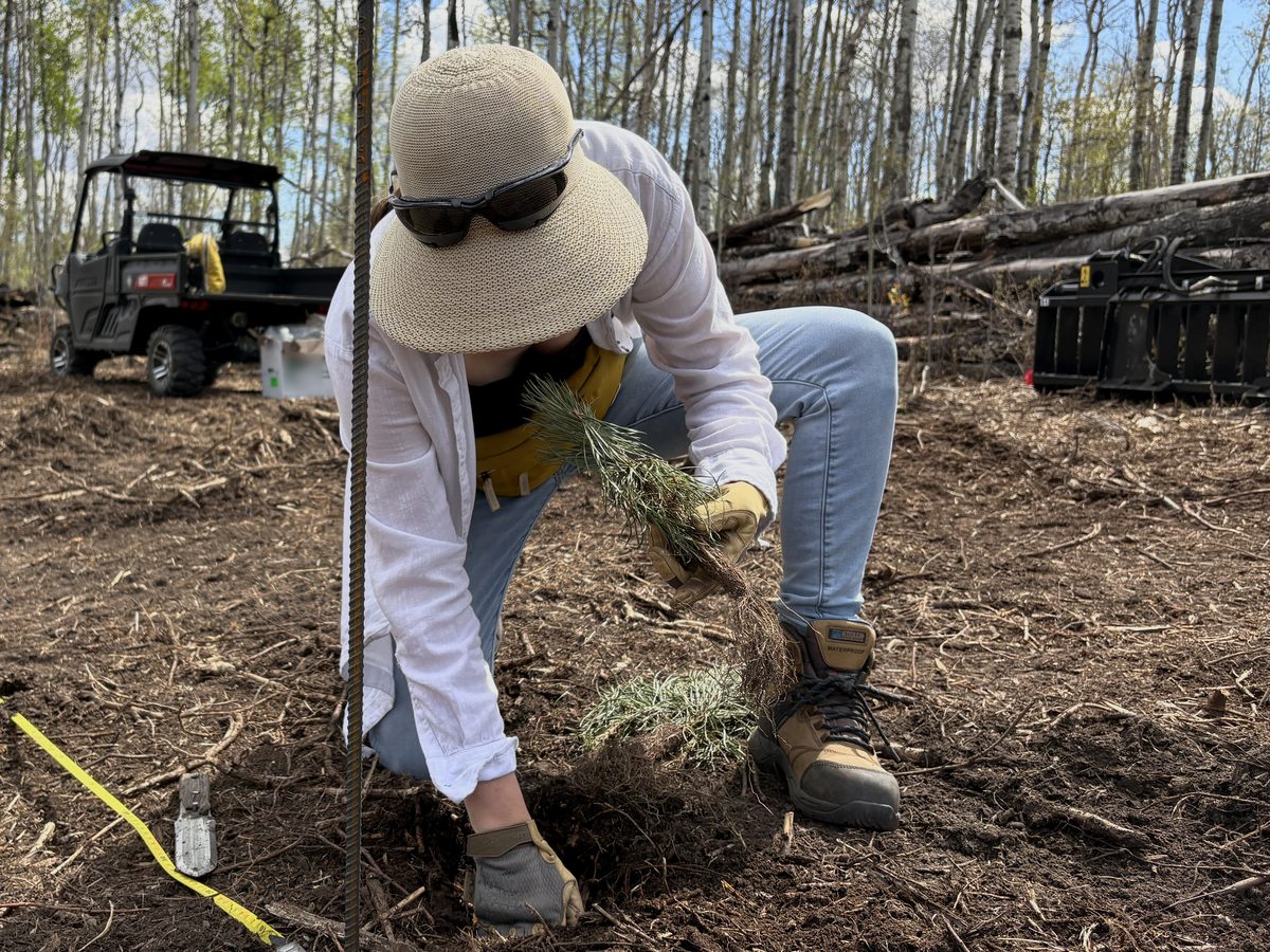 Tegan crouching in freshly cleared ground, holding a bare-root conifer seedling, with another seedling on the ground and a yellow measuring tape marking the row.